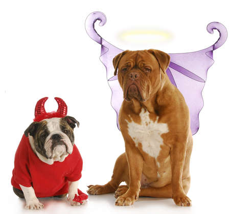 good dog - bad dog - english bulldog devil sitting beside dogue de bordeaux angel on white backgroundの写真素材