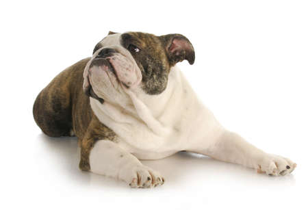 english bulldog laying down lookin up on white backgroundの写真素材