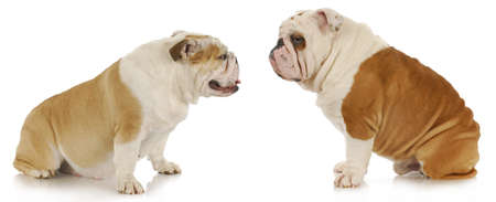 male and female dogs - english bulldogs sitting looking at each other on white backgroundの写真素材