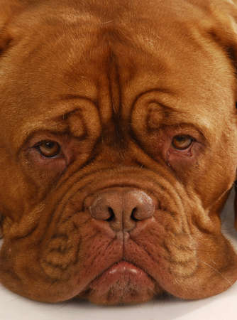 dogue de bordeaux - close up details of face 