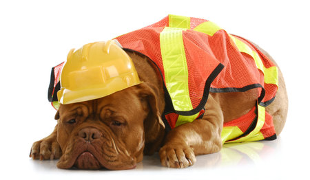 working dog - dogue de bordeaux dressed up like a construction workerの写真素材