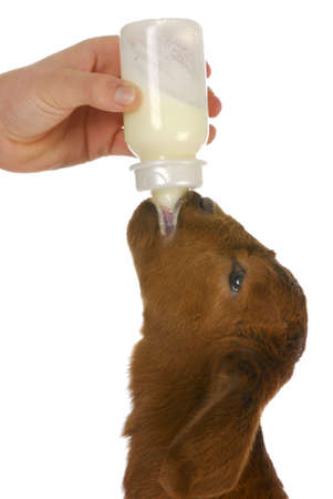 bottle feeding baby goat on white backgroundの写真素材