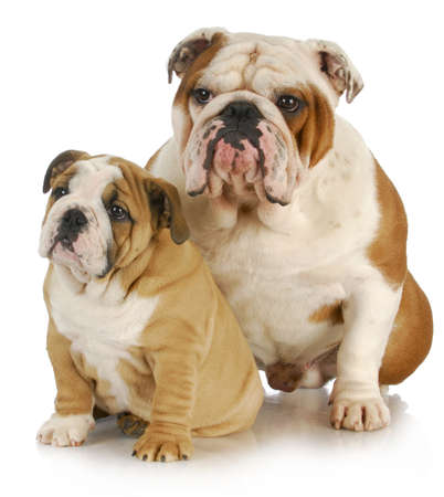 father and son dogs - two english bulldogs sitting on white backgroundの写真素材