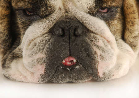 funny looking sad dog - english bulldog face の写真素材