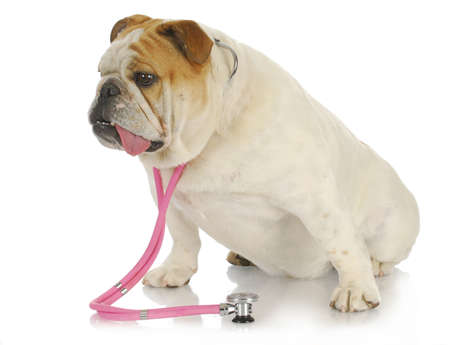 veterinary care - english bulldog with stethoscope around neck on white backgroundの写真素材