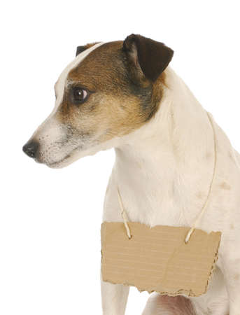 dog wearing sign - jack russell terrier with cardboard sign around neck の写真素材