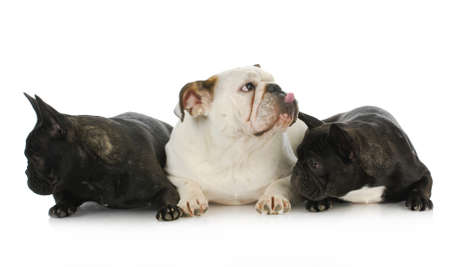 english bulldog and two french bulldogs with funny expressionsの写真素材