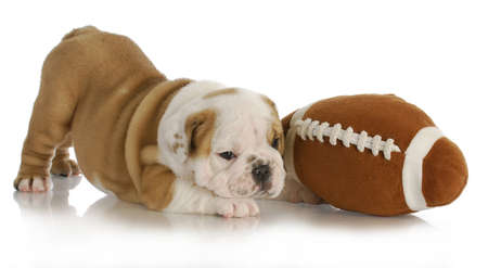 playful puppy - english bulldog laying の写真素材