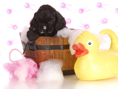 puppy bath time - american cocker spaniel puppy getting a bathの写真素材