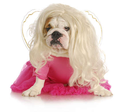 spoiled dog - english bulldog dressed like a princess on white backgroundの写真素材