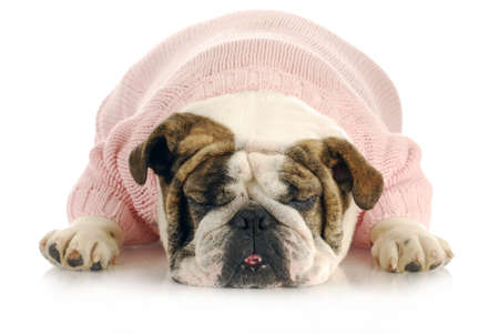 female bulldog wearing pink sweater sleeping on white backgroundの写真素材
