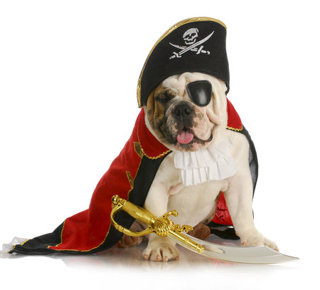 dog pirate - english bulldog dressed up like a pirate on white backgroundの写真素材