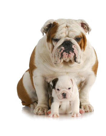 adult dog and puppy - english bulldog father and daughter sitting looking at viewer with reflection on white backgroundの写真素材