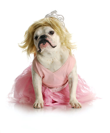 spoiled dog - english bulldog dressed up like a princessの写真素材