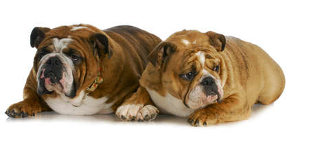 bulldog mother and daughter that look the same laying together on white backgroundの写真素材
