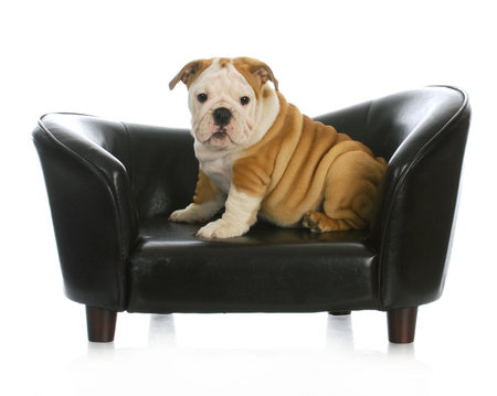 puppy on a dog bed - english bulldog puppy sitting on a dog couch - 11 weeks oldの写真素材