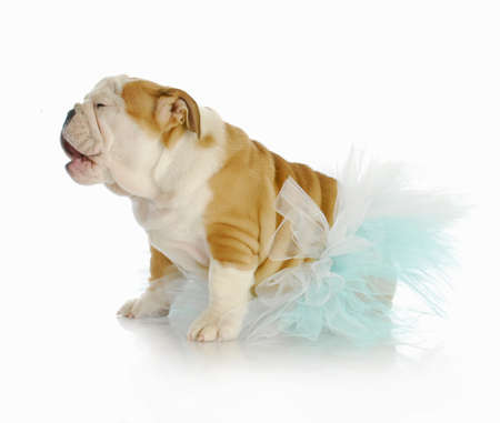 cute puppy - english bulldog puppy with silly expression wearing tutuの写真素材