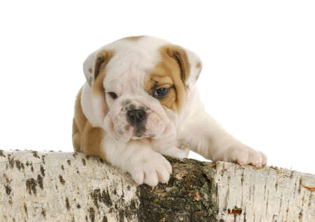 outdoor puppy - english bulldog puppy climbing on woodの写真素材