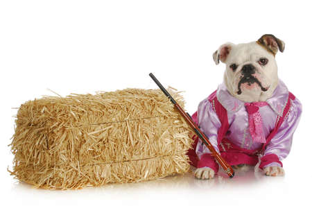 country dogの写真素材