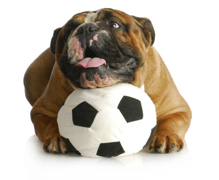 dog playing with ball - english bulldog with head laying on soccer ball on white backgroundの写真素材