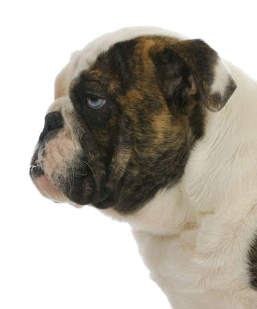 cute puppy - english bulldog puppy with blue eye - 4 months oldの写真素材