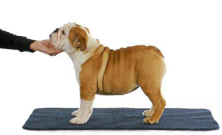stacking show puppy - english bulldog show puppy being stacked on a blue carpetの写真素材