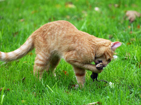 cat hunting a chipmunk in the grassの写真素材