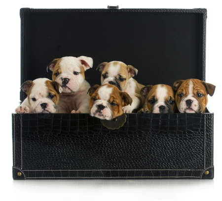litter of puppies - six english bulldog puppies in a leather chestの写真素材