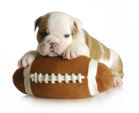 cute puppy with stuffed football - english bulldog 5 weeks oldの写真素材