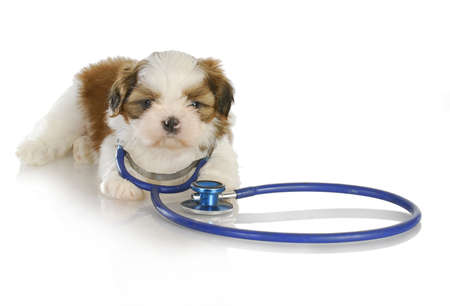 veterinary care - shih tzu with stethoscope around neck on white backgroundの写真素材