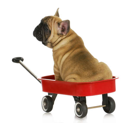 puppy in a wagon - french bulldog sitting in a red wagon - eight weeks old の写真素材