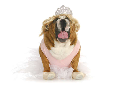 toddlers in tiaras - english bulldog making fun of toddlers in tiaras の写真素材