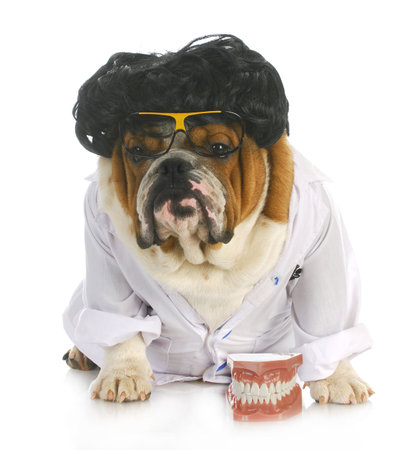 dog dentistry - english bulldog dentist in lab coat with teethの写真素材