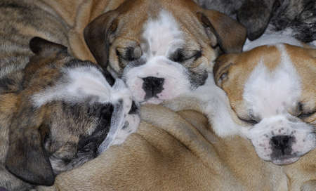sleeping puppies - pile of sleeping english puppies 7 weeks oldの写真素材