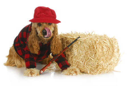 hunting dog - cocker spaniel wearing plaid shirt and red hat with rifle sitting beside bale of strawの写真素材