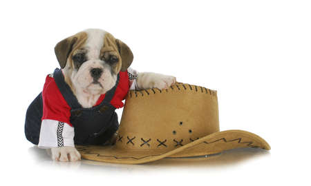 country dog - english puppy dressed up in jeans sitting beside western hat on white backgroundの写真素材