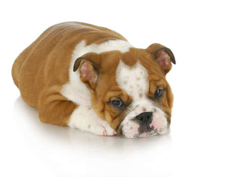 cute puppy laying down - english bulldog 8 weeks old の写真素材