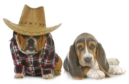 country dogs - english bulldog and basset hound isolated on white backgroundの写真素材