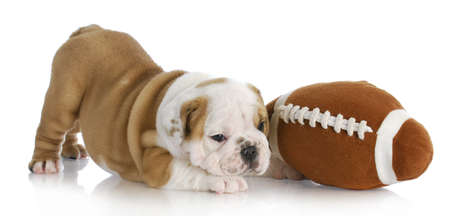 puppy playing - english bulldog puppy playing with ball on white backgroundの写真素材