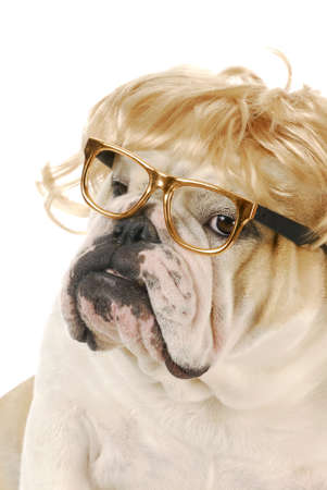 english bulldog with silly expression wearing blond wig and glasses on white backgroundの写真素材