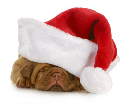 santa puppy - dogue de bordeaux puppy wearing santa hat - 4 weeks oldの写真素材