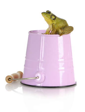 bull frog sitting on pink pail with reflection isolated on white backgroundの写真素材