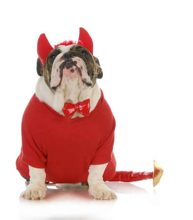 bad dog - english bulldog dressed up like a devil isolated on white backgroundの写真素材