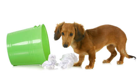 bad dog - miniature dachshund playing in the garbage isolated on white backgroundの写真素材