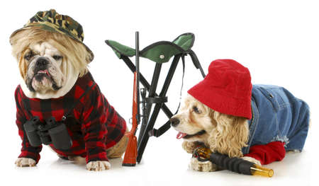 hunting dogs - american cocker spaniel and english bulldog dressed up like hunting dogs isolated on white backgroundの写真素材