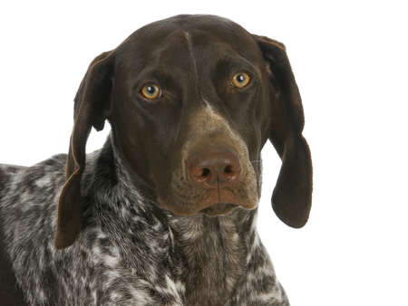 german short haired pointer portrait isolated on white backgroundの写真素材