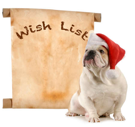 pet christmas wish list - english bulldog santa with a christmas wish listの写真素材