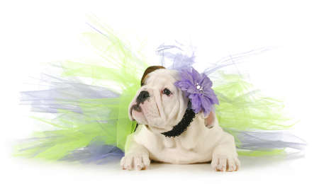 cute puppy - english bulldog puppy laying down wearing purple and green tutu on white backgroundの写真素材