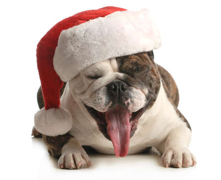 santa dog - english bulldog with cute expression wearing santa hat on white backgroundの写真素材