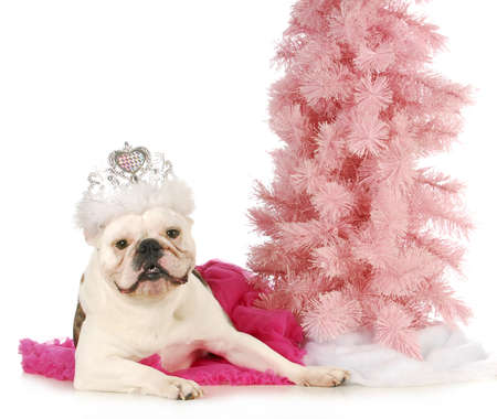 princess dog - english bulldog dressed up like a princess laying beside a pink treeの写真素材